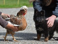 7,5 Wochen alt  Besuch auf dem Bauernhof